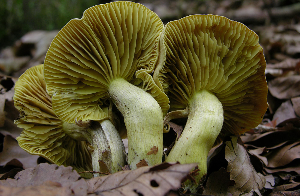 Tricholoma bufonium (Pers.) Gillet,